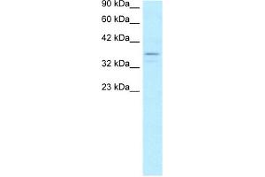 WB Suggested Anti-TAF7 Antibody Titration:  5. (TAF7 抗体  (N-Term))
