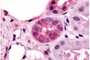 Anti-VN1R1 antibody  ABIN1049460 IHC staining of human kidney, renal tubules. (VN1R1 抗体  (Cytoplasmic Domain))