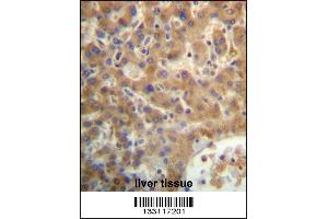 SEC14L4 Antibody immunohistochemistry analysis in formalin fixed and paraffin embedded human liver tissue followed by peroxidase conjugation of the secondary antibody and DAB staining. (SEC14L4 抗体  (N-Term))