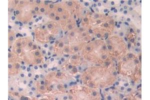 DAB staining on IHC-P; Samples: Mouse Kidney Tissue (CD15 抗体  (AA 144-389))