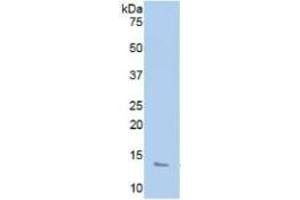 Western Blotting (WB) image for Platelet Factor 4 (PF4) ELISA Kit (ABIN6730901)