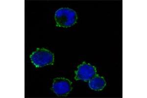 Figur: Immunofluorescence analysis of K562 cells using anti-CD247 mAb (green). (CD247 抗体)
