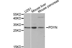 Western blot analysis of extracts of various cell lines, using PDYN antibody. (PDYN 抗体)
