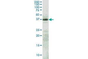 RFNG monoclonal antibody (M08), clone 6C7 Western Blot analysis of RFNG expression in HepG2 . (RFNG 抗体  (AA 82-190))