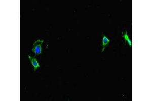 Immunofluorescent analysis of Hela cells using ABIN7164173 at dilution of 1:100 and Alexa Fluor 488-congugated AffiniPure Goat Anti-Rabbit IgG(H+L) (CWC22 抗体  (AA 360-623))