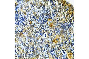 Immunohistochemistry of paraffin-embedded mouse spleen using GLRX Antibody (ABIN1876503) at dilution of 1:200 (40x lens). (Glutaredoxin 1 抗体)
