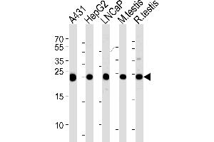 Western blot analysis of lysates from A431, HepG2, LNCaP cell line and mouse testis, rat testis tissue lysates (from left to right), using TPI1 Antibody (C-term) (ABIN389458 and ABIN2839525). (TPI1 抗体  (C-Term))