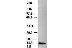 Western Blotting (WB) image for anti-Neurotrophin 4 (NTF4) (AA 81-210) antibody (ABIN1491680) (Neurotrophin 4 抗体  (AA 81-210))
