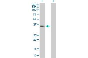 Western Blot analysis of PEX19 expression in transfected 293T cell line by PEX19 MaxPab polyclonal antibody. (PEX19 抗体  (AA 1-299))