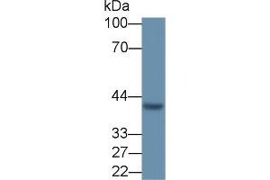 Detection of VEGFD in MCF7 cell lysate using Polyclonal Antibody to Vascular Endothelial Growth Factor D (VEGFD) (VEGFD 抗体  (AA 89-354))