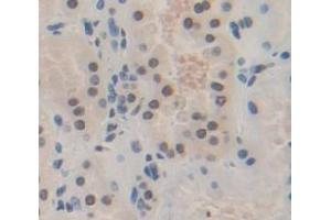Used in DAB staining on fromalin fixed paraffin- embedded Kidney tissue (HES1 抗体  (AA 21-251))
