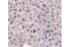 IHC-P analysis of Mouse Tissue, with DAB staining. (HGF 抗体  (AA 482-710))