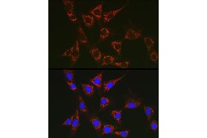 Immunofluorescence (IF) image for anti-Solute Carrier Family 25 (Mitochondrial Carrier, Adenine Nucleotide Translocator), Member 6 (SLC25A6) (AA 1-298) antibody (ABIN1682768)