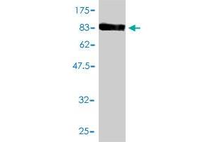 Western Blotting (WB) image for anti-Aldehyde Dehydrogenase 4 Family, Member A1 (ALDH4A1) (AA 1-563) antibody (ABIN563739)