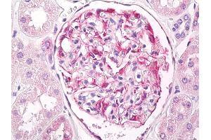 Anti-Beta Tubulin antibody IHC of human kidney, glomeruli. (TUBB 抗体  (AA 417-435))