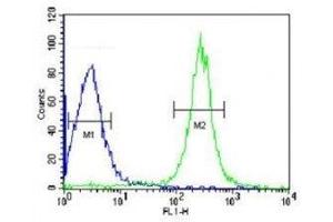 ANGPTL4 antibody flow cytometric analysis of HepG2 cells (green) compared to a negative control (blue). (ANGPTL4 抗体  (AA 138-167))