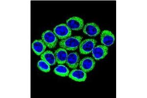 Immunofluorescence (IF) image for anti-Cytochrome P450, Family 2, Subfamily B, Polypeptide 6 (CYP2B6) (AA 242-270), (Middle Region) antibody (ABIN951782)