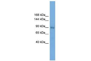 WB Suggested Anti-KIFAP3 Antibody Titration: 0. (KIFAP3 抗体  (Middle Region))
