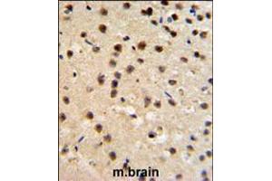FKBP10 Antibody IHC analysis in formalin fixed and paraffin embedded mouse brain tissue followed by peroxidase conjugation of the secondary antibody and DAB staining. (FKBP10 抗体  (N-Term))