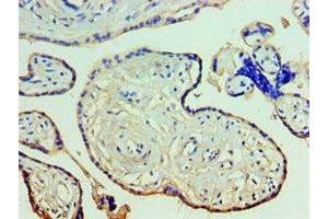Immunohistochemistry of paraffin-embedded human placenta tissue using ABIN7144263 at dilution of 1:100 (Annexin A11 抗体  (AA 276-505))
