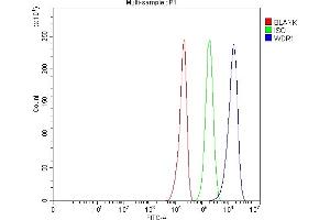 anti-WD Repeat Domain 1 (WDR1) (AA 552-579), (C-Term) antibody