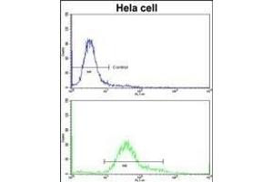 Flow cytometric analysis of hela cells using IT Antibody (C-term)(bottom histogram) compared to a negative control cell (top histogram)FITC-conjugated goat-anti-rabbit secondary antibodies were used for the analysis. (IMMT 抗体  (C-Term))