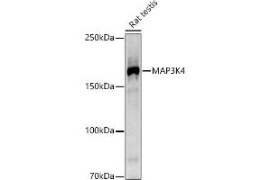 Western blot analysis of extracts of Rat testis, using MK4 antibody (ABIN7268653) at 1:1000 dilution. (MAP3K4 抗体)