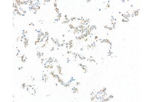 Immunocytochemistry (ICC) image for anti-CD80 (CD80) (AA 37-245) antibody (ABIN7449358) (Recombinant CD80 抗体  (AA 37-245))