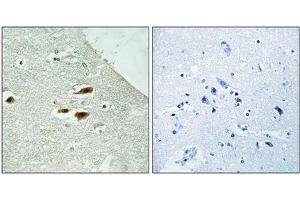 Immunohistochemistry analysis of paraffin-embedded human brain tissue using Period Circadian Protein 2 (Phospho-Ser662) antibody. (PER2 抗体  (pSer662))