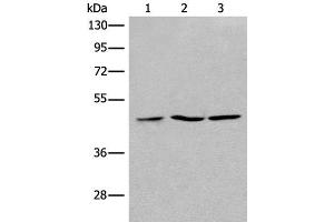 Western blot analysis of 293T Jurkat and Raji cell lysates using RPL3 Polyclonal Antibody at dilution of 1:400 (RPL3 抗体)