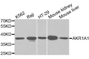 Western blot analysis of extracts of various cell lines, using AKR1A1 antibody (ABIN5970427) at 1/1000 dilution. (AKR1A1 抗体)