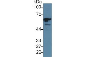 Western Blot; Sample: Human Hela cell lysate; Primary Ab: 5µg/ml Rabbit Anti-Human GTF2E1 Antibody Second Ab: 0. (GTF2E1 抗体  (AA 15-306))