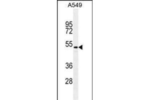 TGFB2/M antibody (ABIN659106 and ABIN2838086) western blot analysis in A549 cell line lysates (35 μg/lane). (TGFB2 抗体)