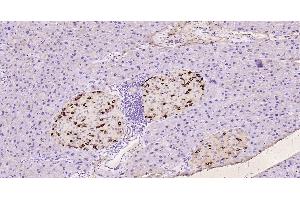 Immunohistochemistry (Paraffin-embedded Sections) (IHC (p)) image for anti-Glucagon-like peptide 1 (GLP-1) (AA 7-36) antibody (ABIN724025)