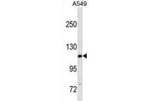 GTF2IRD2B Antibody (C-term) (ABIN1881397 and ABIN2838630) western blot analysis in A549 cell line lysates (35 μg/lane). (GTF2IRD2B 抗体  (C-Term))