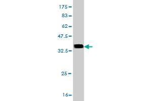 Western Blot detection against Immunogen (35. (CDK4 抗体  (AA 211-303))