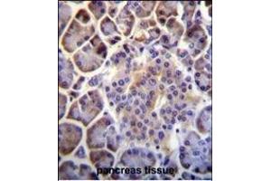 C6orf138 Antibody (Center) (ABIN655352 and ABIN2844911) immunohistochemistry analysis in formalin fixed and paraffin embedded human pancreas tissue followed by peroxidase conjugation of the secondary antibody and DAB staining. (PTCHD4 抗体  (AA 563-591))