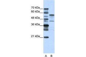 Western Blotting (WB) image for anti-Basic Leucine Zipper Nuclear Factor 1 (BLZF1) antibody (ABIN2461702) (BLZF1 抗体)