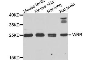 Western blot analysis of extracts of various cells, using WRB antibody. (WRB 抗体)