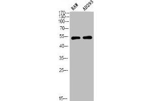 Western Blot analysis of RAW AD293 using Phospho-PTEN (S380/T382/T383) Polyclonal Antibody (PTEN 抗体  (pSer380, pThr382, pThr383))