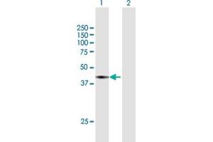 Western Blot analysis of SEC13 expression in transfected 293T cell line by SEC13 MaxPab polyclonal antibody. (SEC13 抗体  (AA 1-325))