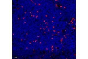 Immunofluorescence of paraffin embedded mouse lymph node using mcp5 (ABIN7073445) at dilution of 1:400 (400x lens) (Ccl12 抗体)