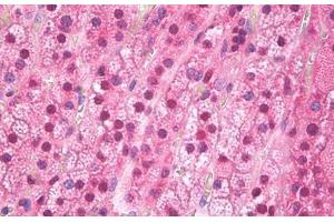 Anti-FTO antibody IHC staining of human adrenal cortex. (FTO 抗体)