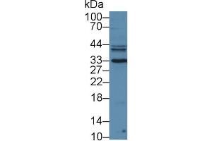 Western Blot; Sample: Mouse Liver lysate; ;Primary Ab: 3µg/ml Rabbit Anti-Mouse KLK3 Antibody;Second Ab: 0. (Prostate Specific Antigen 抗体  (AA 39-261))