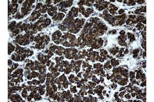 Immunohistochemistry (IHC) image for anti-Hydroxysteroid (17-Beta) Dehydrogenase 8 (HSD17B8) (AA 57-261) antibody (ABIN1491596) (HSD17B8 抗体  (AA 57-261))
