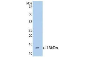 Detection of Recombinant Hepc, Mouse using Polyclonal Antibody to Hepcidin (Hepc) (Hepcidin 抗体  (AA 24-83))