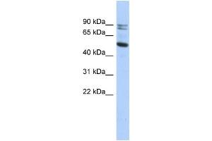 Western Blotting (WB) image for anti-Calpain 10 (CAPN10) antibody (ABIN2459529) (CAPN10 抗体)