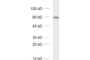 Western Blotting (WB) image for anti-gamma-aminobutyric Acid (GABA) A Receptor, alpha 3 (GABRA3) (AA 29-43) antibody (ABIN1742459)