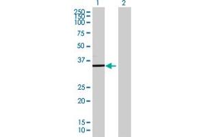 Western Blot analysis of TSFM expression in transfected 293T cell line ( H00010102-T01 ) by TSFM MaxPab polyclonal antibody. (TSFM 抗体  (AA 1-346))