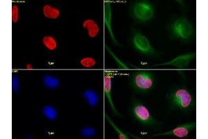 Histone H3 dimethyl Lys9 antibody tested by immunofluorescence. (Histone 3 抗体  (H3K9me2))
